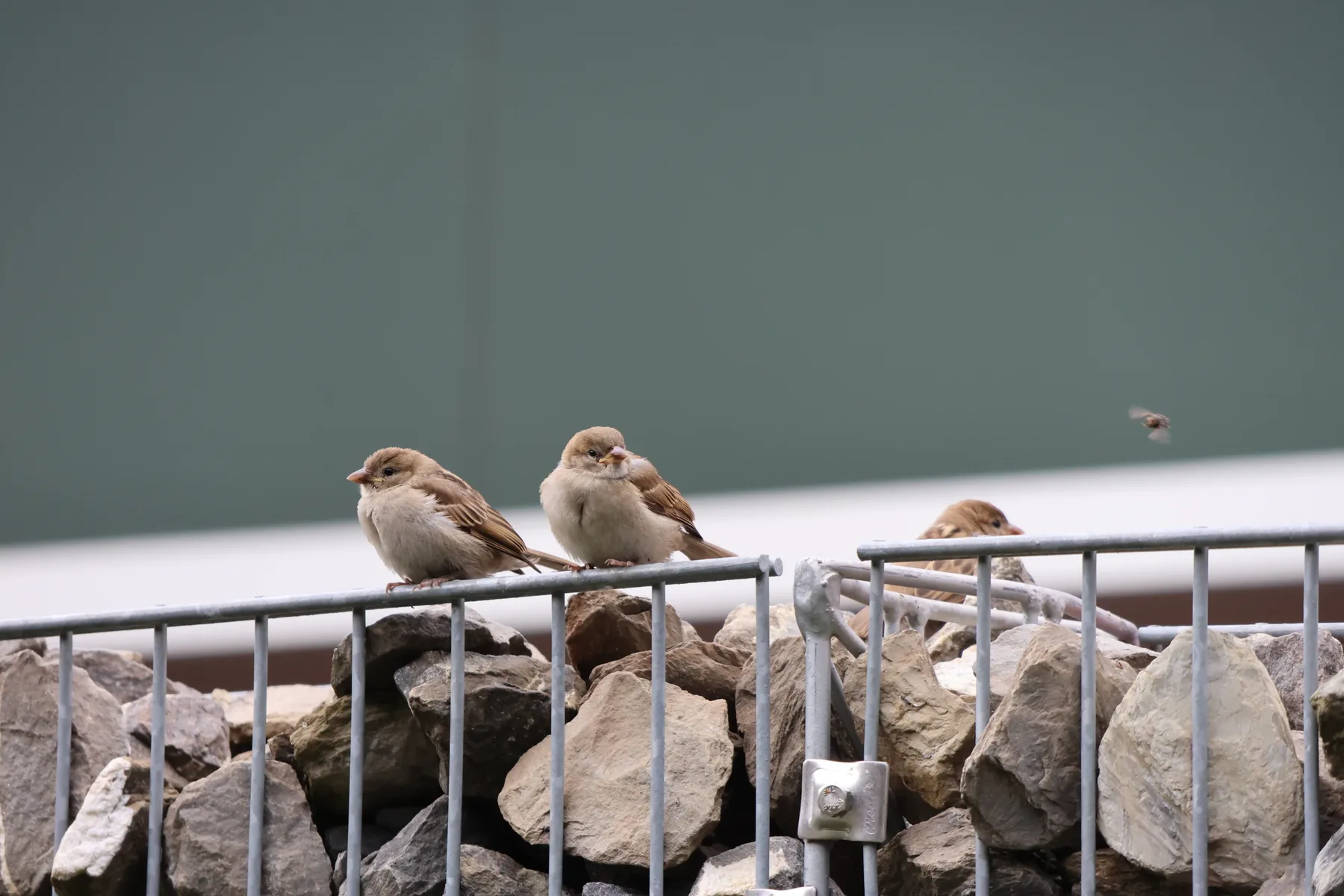 Photo d'oiseau