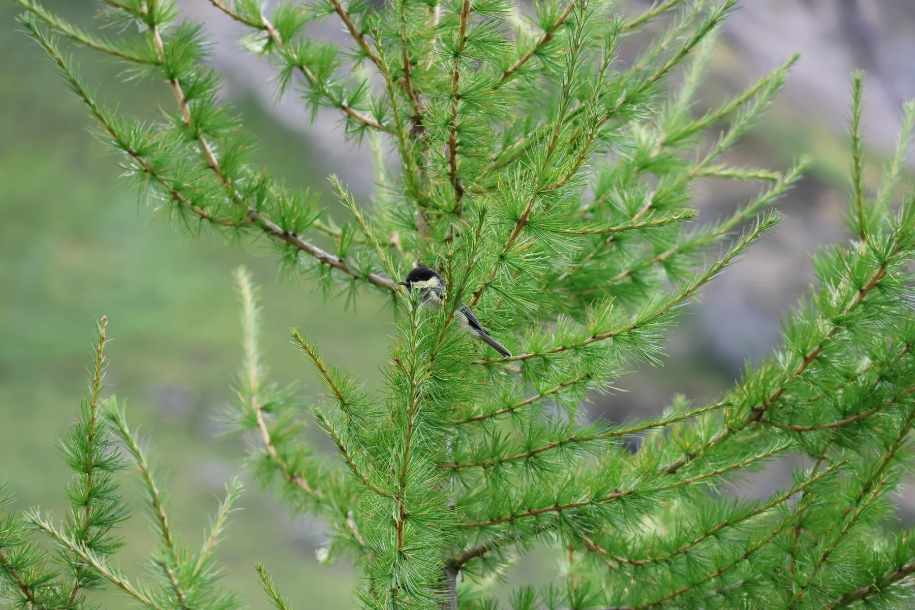 Photo d'oiseau