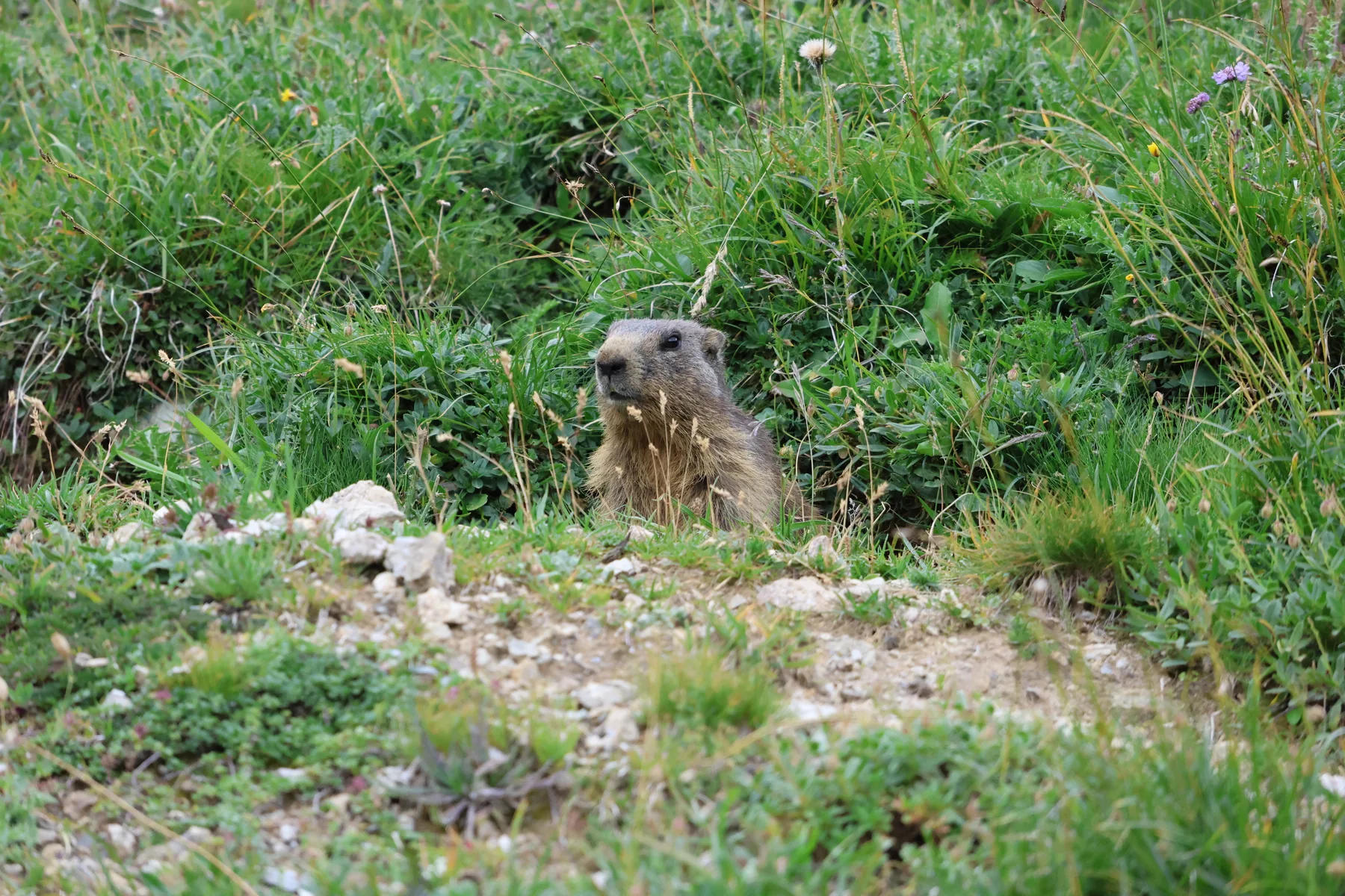Photo d'oiseau
