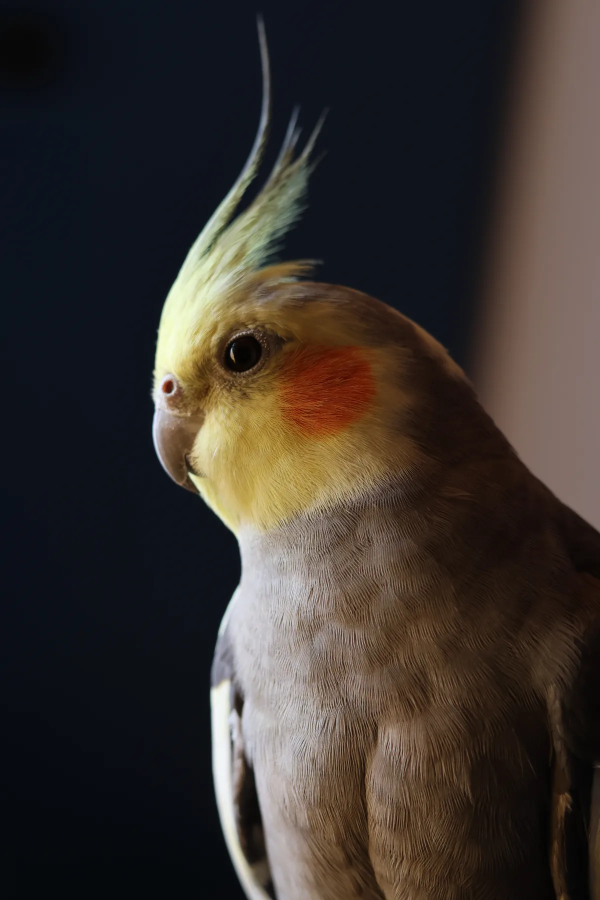 Photo d'oiseau