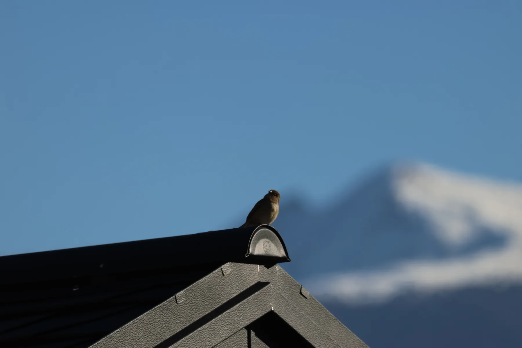 Photo d'oiseau