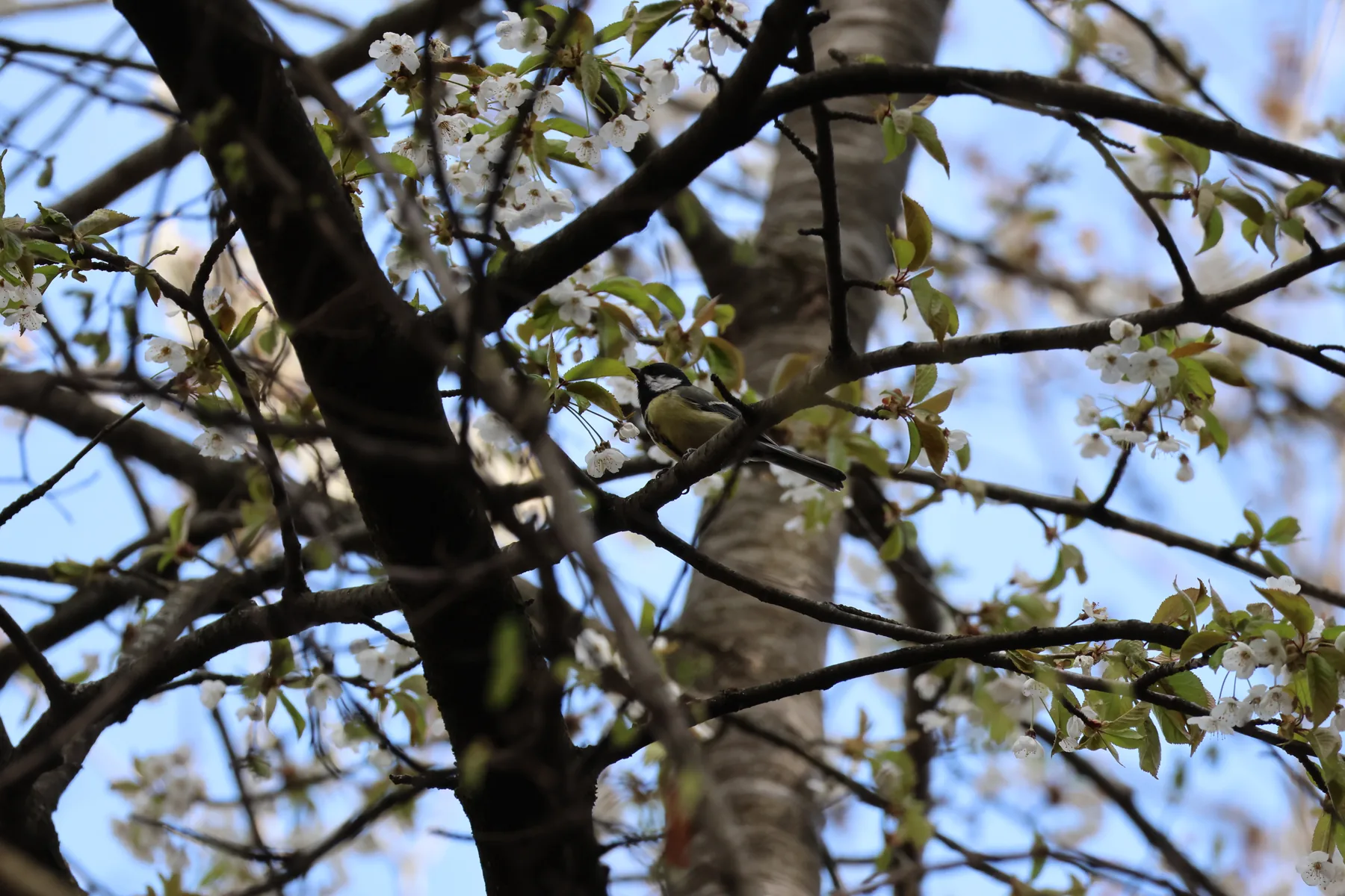 Photo d'oiseau