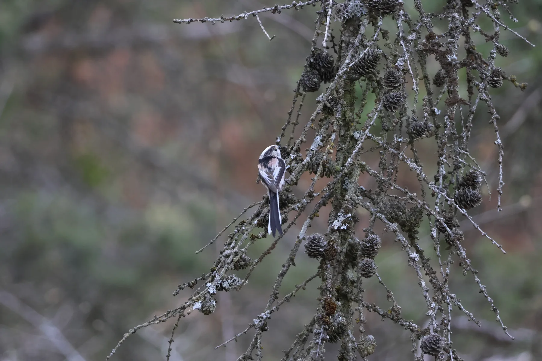 Photo d'oiseau