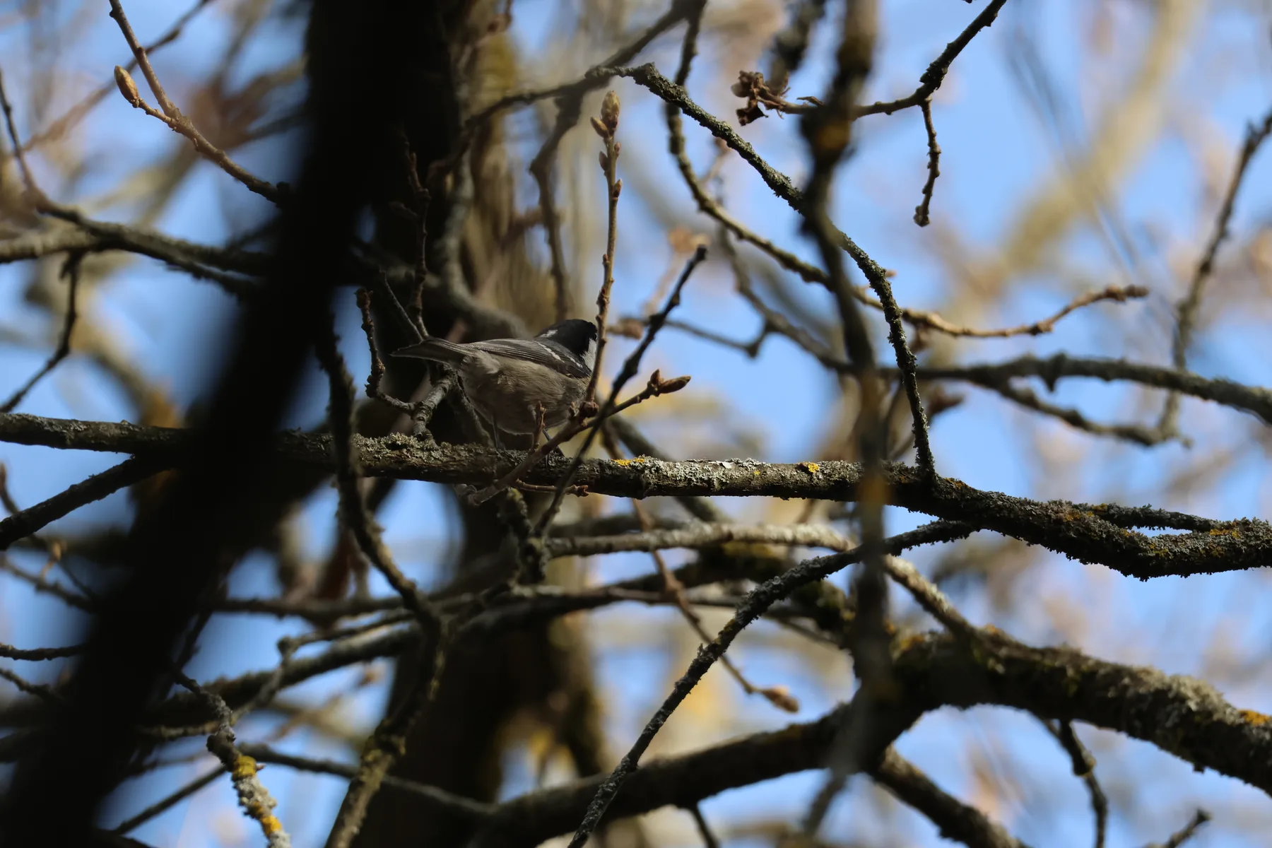 Photo d'oiseau